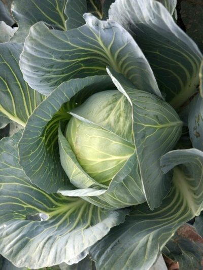 Cabbage Prestige