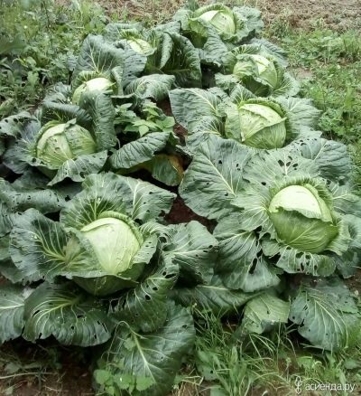 Ramko cabbage
