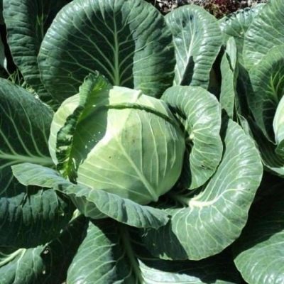 Rinda cabbage
