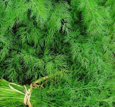 Dill Russian giant