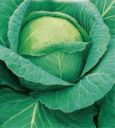 Cabbage SB 3