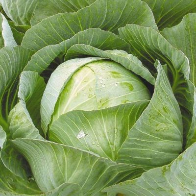 Cabbage Sibiryachka 60