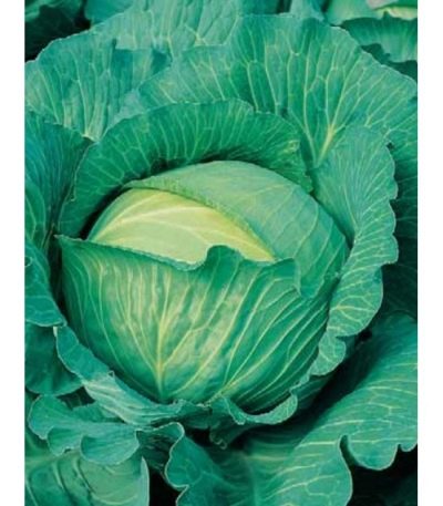 Cabbage Slava 1305