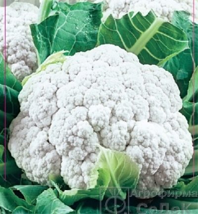 Cauliflower Snowball 123