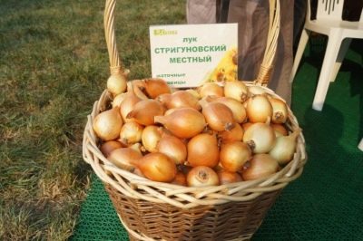 Cebolla local Strigunovsky