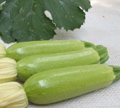 Courgette Suha