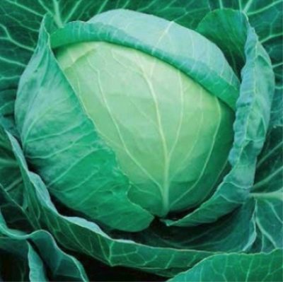 Cabbage Transfer