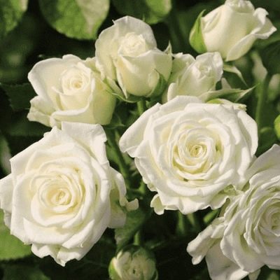 Růže Bílá Lydie