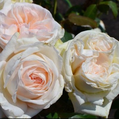 Růže Bílá Ohara