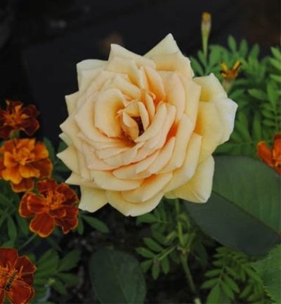 Rose de Valence