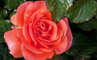 Saint-Valentin rose
