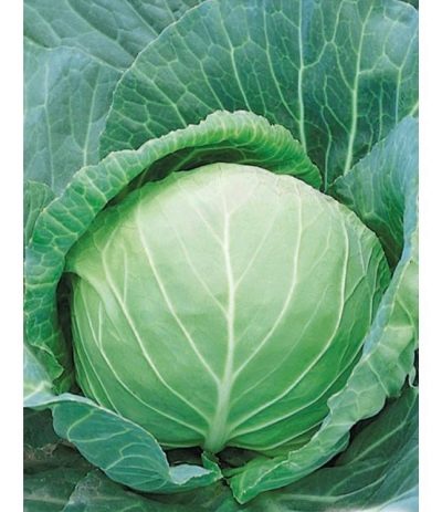 Valentine cabbage