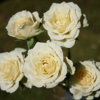 Růže Vanilka