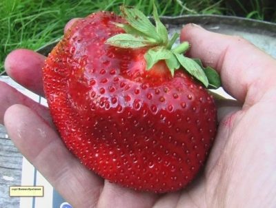 Strawberry Marea Britanie