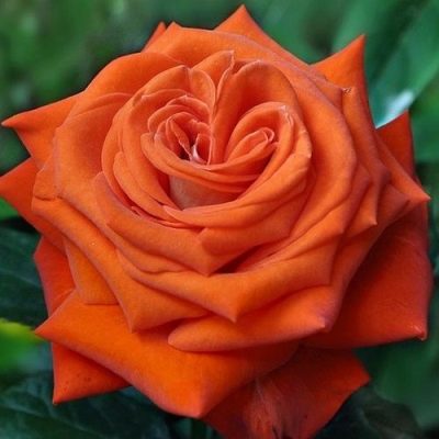 Růže Verano