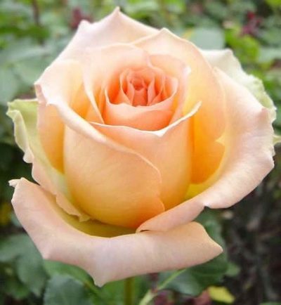 Rose of Versilia