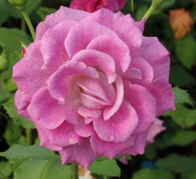 Parfum Rose Violette