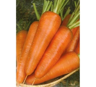 Vita Long gulerødder