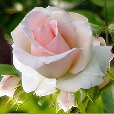 Růže vivaldi