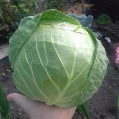 Cabbage Explosion