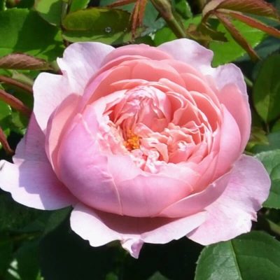 Rose La Rose d'Alnwick