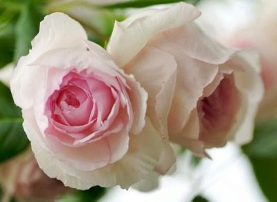 Růže Wedgwoodská růže