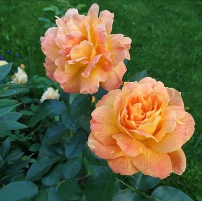 Růže Jean Gionot