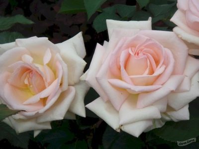 Rosa Jardín de Bagatelle