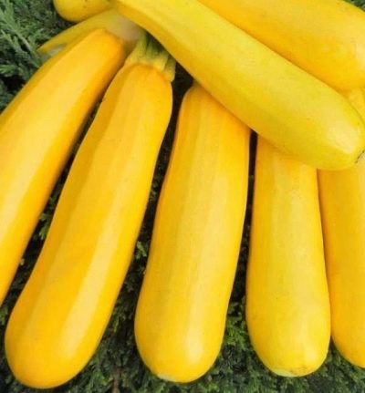 Zucchini Gelbfruchtig