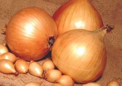 Onion Golden Semko