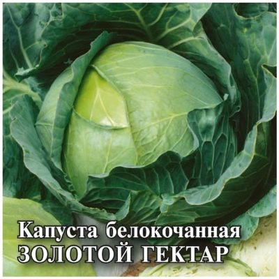 Cabbage Golden hectare 1432