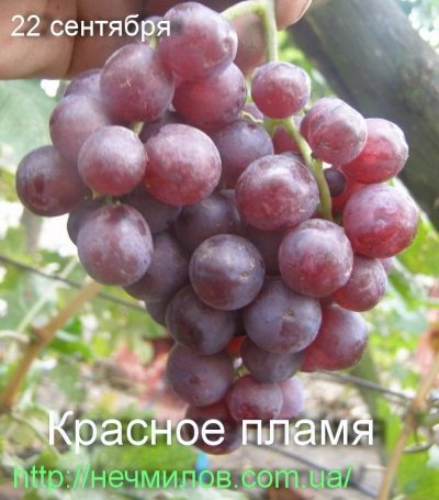 Red Flame Grapes