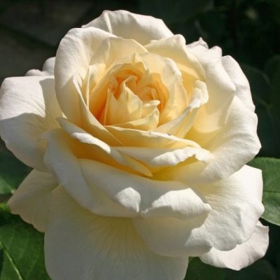 Rosa La Perla