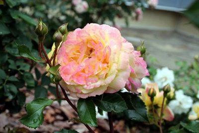 Lampion rose