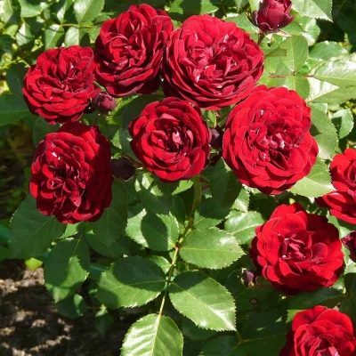 Růže Loveaglutová