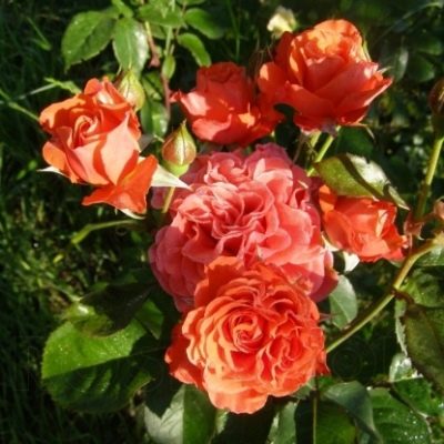 Rose Lady af Beograd