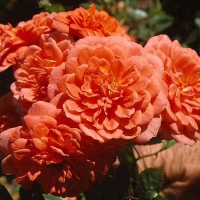 Rose Lady Penelope