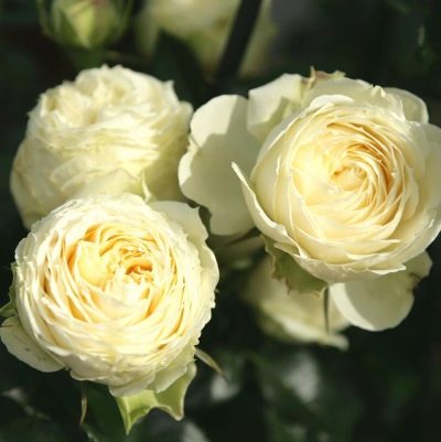Rose Citron Rococo