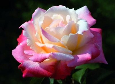 Růže Laetitia Casta
