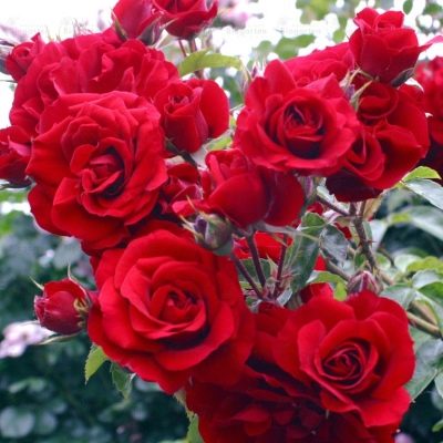 Růže Lev Tolstoj