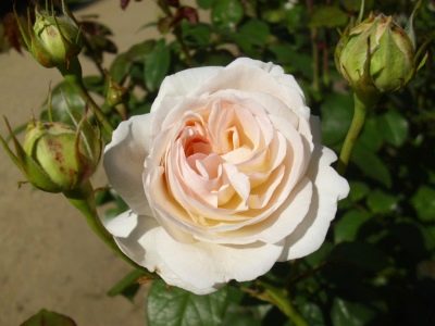 Rose Lyons Rose