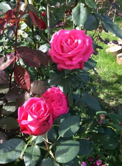 Růže Lolita Lempika