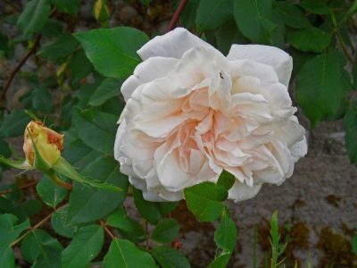 Rose Madame Alfred Karriere