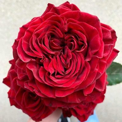 Růže Myra červená