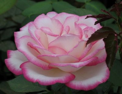 Růže Maximová