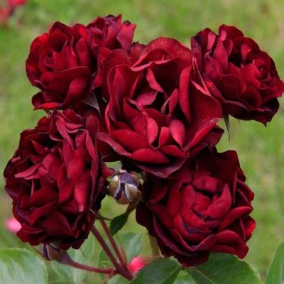 Rose Malicorne