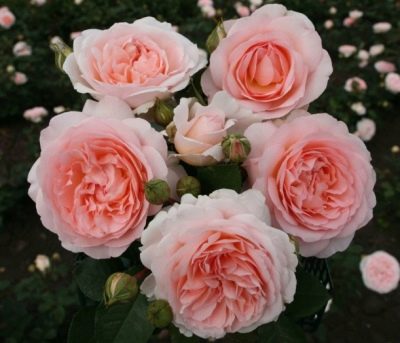 Rose Marchensauber