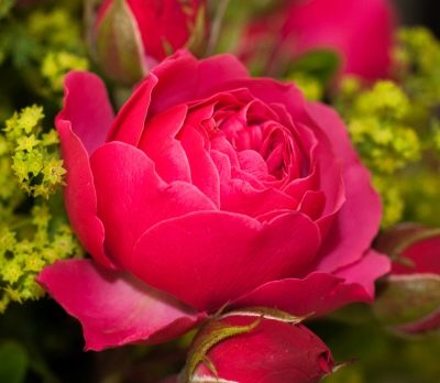 Rose Magic Rococo