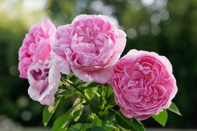 Rose Marie Rose