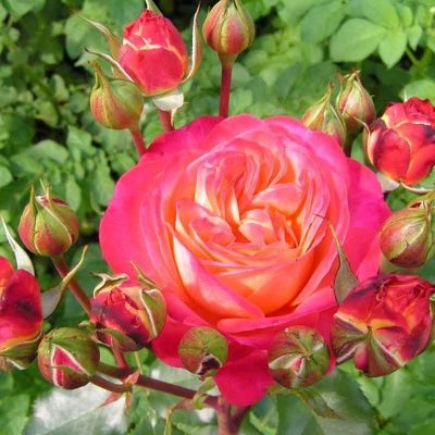 Růže letní slunovrat
